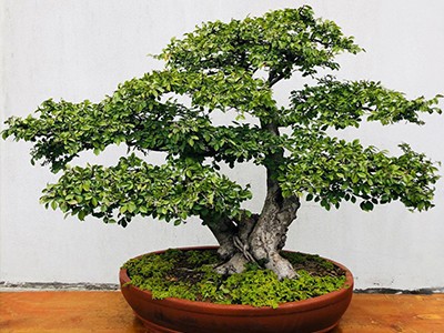 糖心VLGO城市漫步作品五